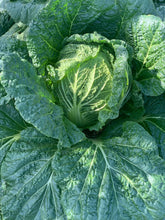 Load image into Gallery viewer, Baek Kimchi